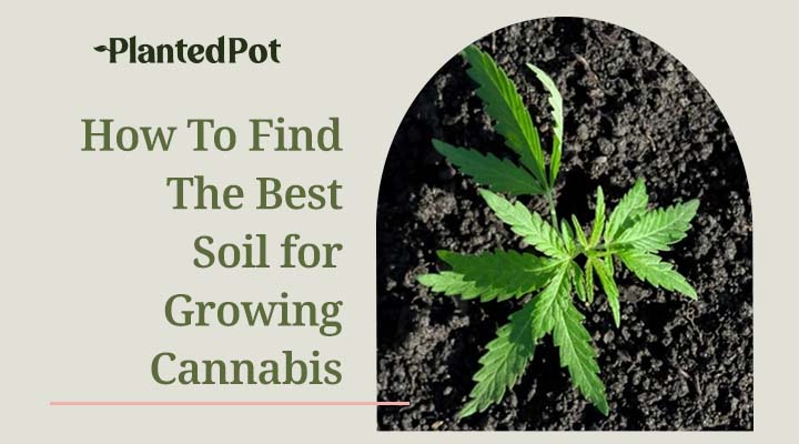 best soil for cannabis