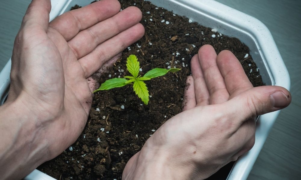 hands cupping a cannabis seedling in a container of dirt