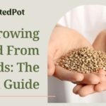 how to grow weed from seeds