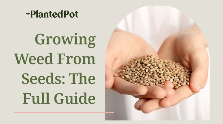 how to grow weed from seeds