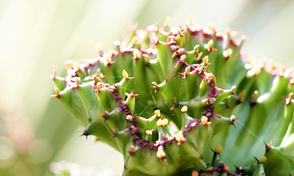 a Euphorbia lactea Cristata plant