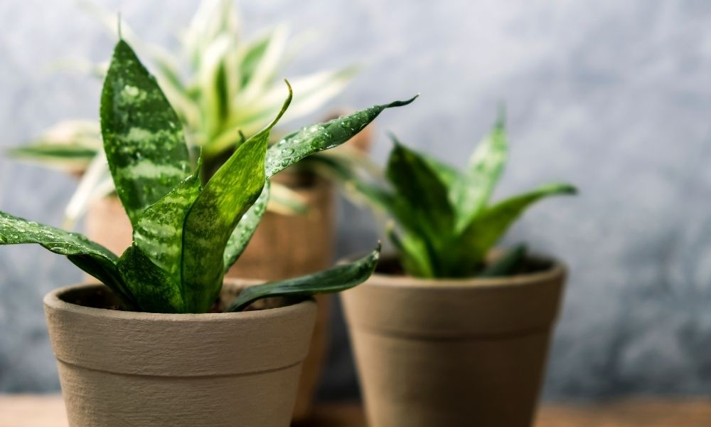 three luscious green plants in terra cotta pots