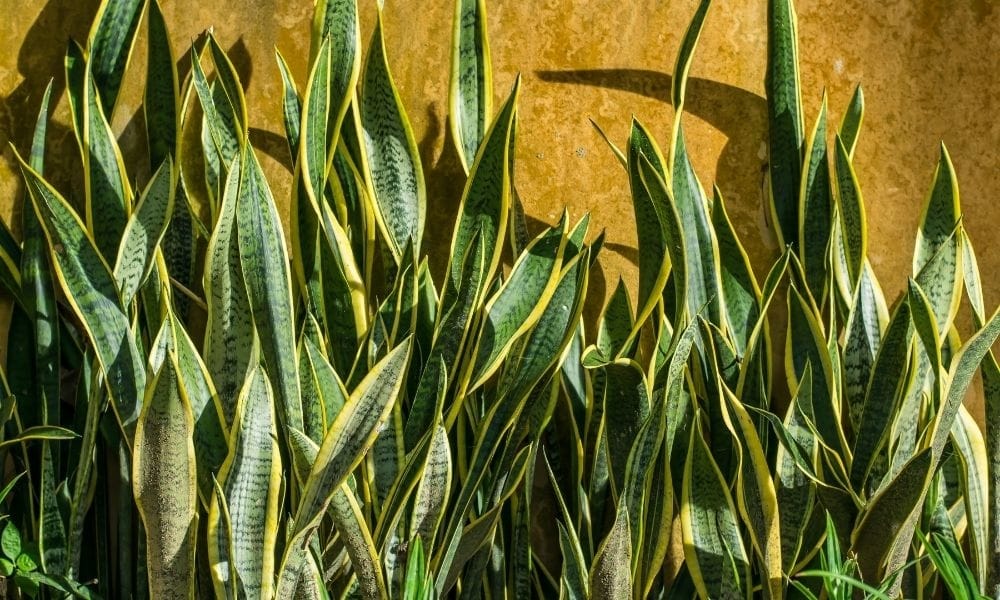 snake-plants-up-close-yellow-background