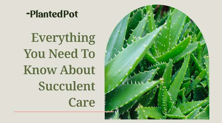 succulent care