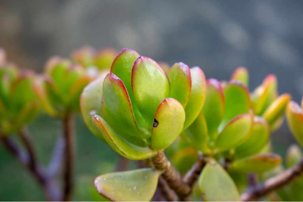 thick-leafed-succulents-up-close