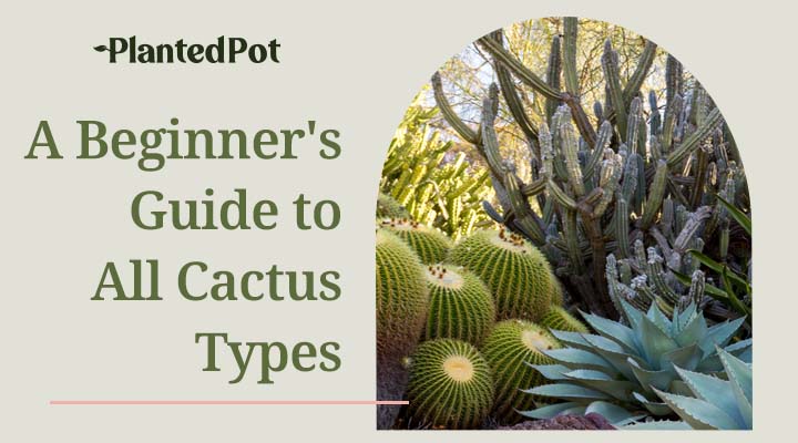 types of cactus