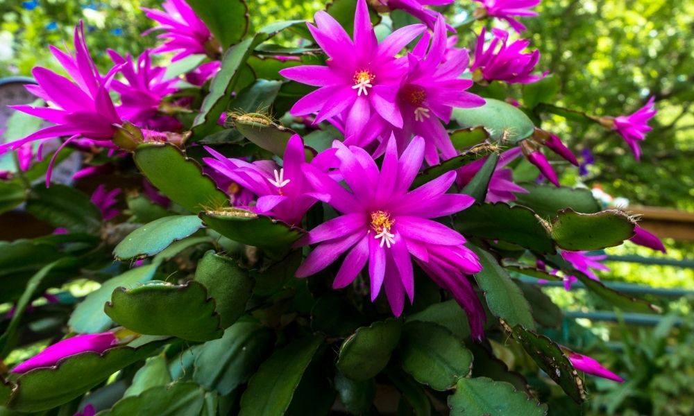 blooming vibrant pink flowers on cacti plants