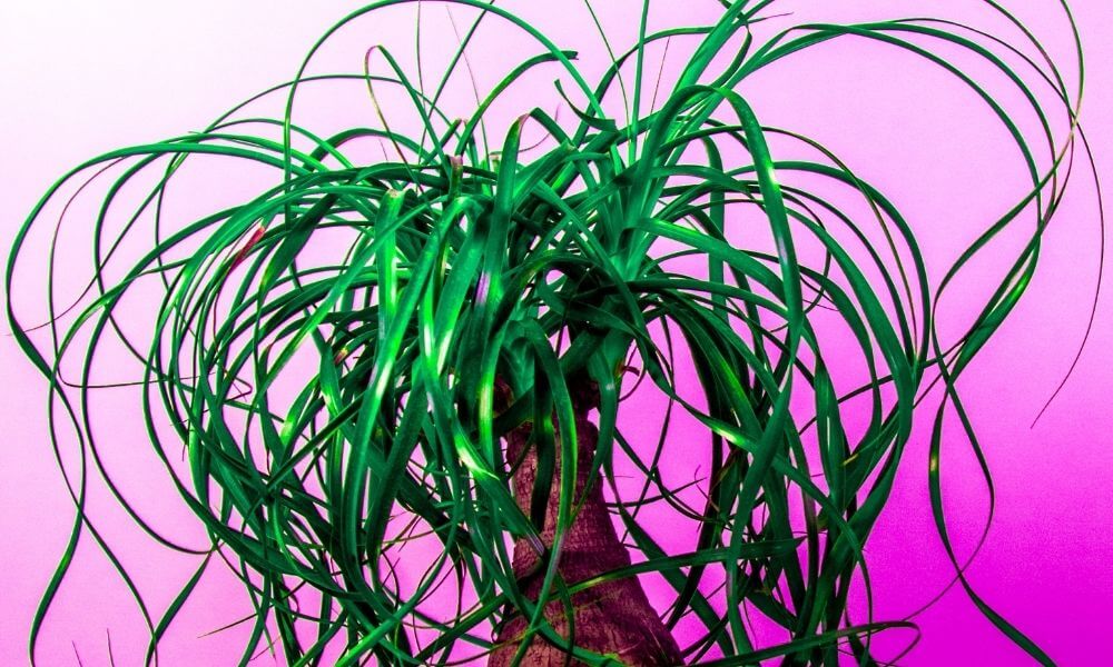 a ponytail palm against a pink background