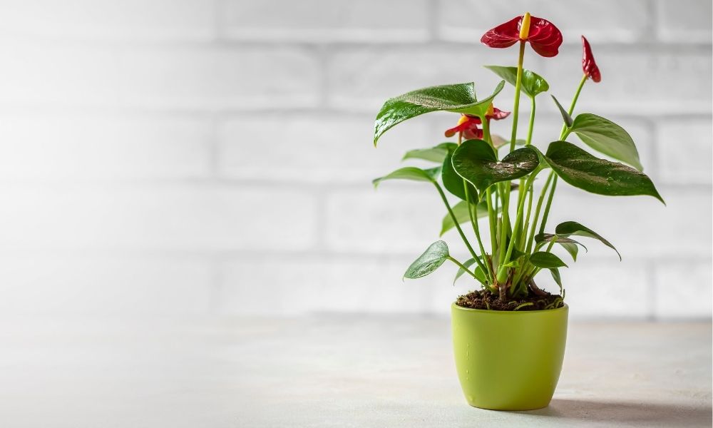 an anthurium plant in a green pot against a grey brick background