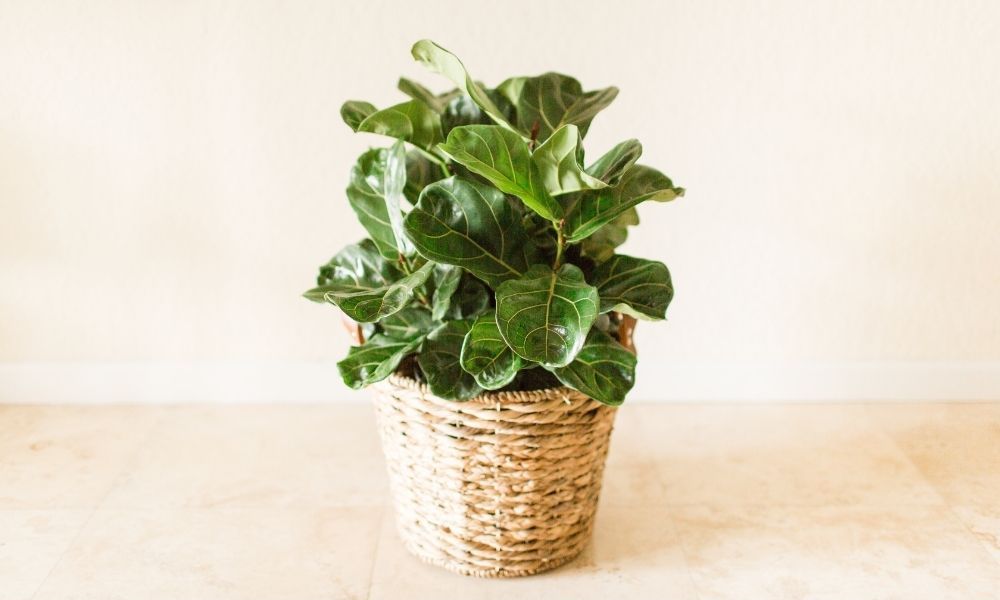 a healthy green plant in a basket