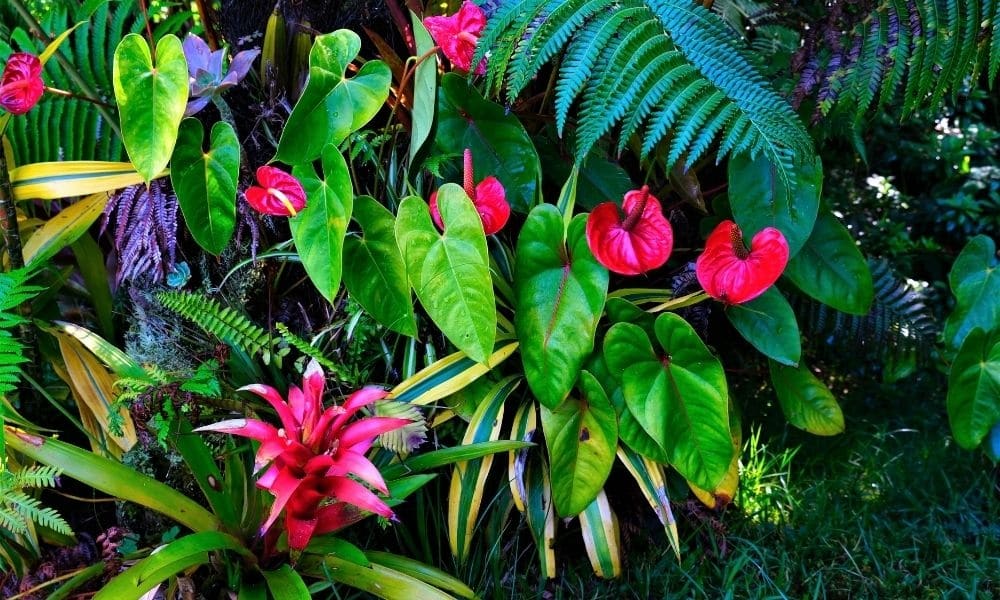 bright-green-tropical-outdoor-plants