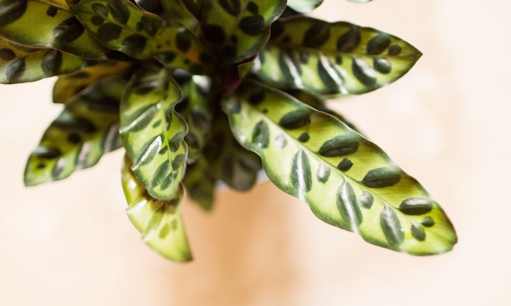 a rattlesnake plant in a pot shot from above