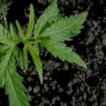 cannabis soil