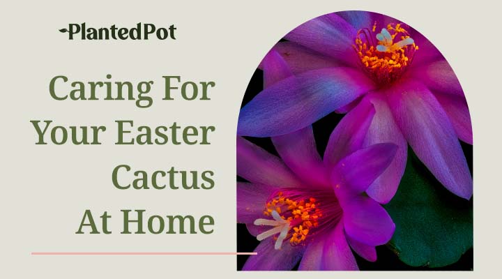 easter cactus care