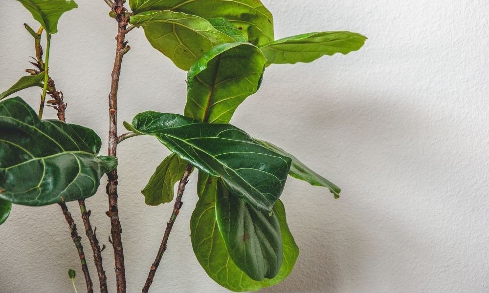 the leaves of a Ficus lyrata plant