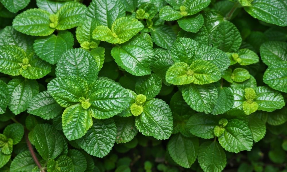 an abundance of green mint like leaves 