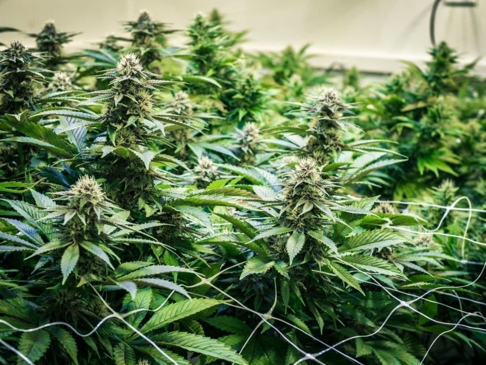 growing-cannabis-plants-indoors