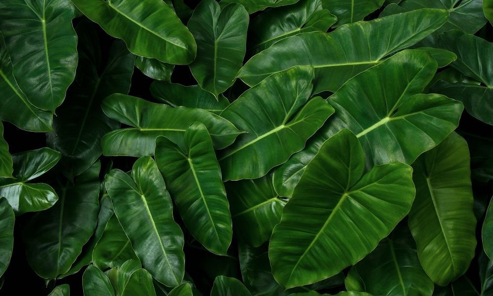 a thick bush of a philodendron leaves