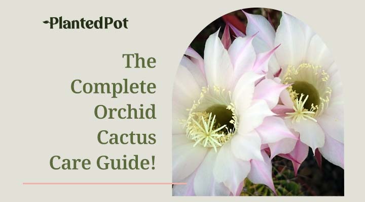 orchid cactus care