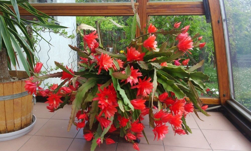 an epiphytic plant with bright red flowers in the corner of a window