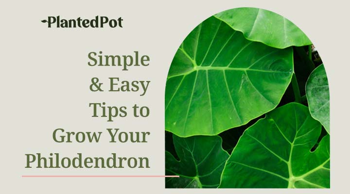 philodendron care