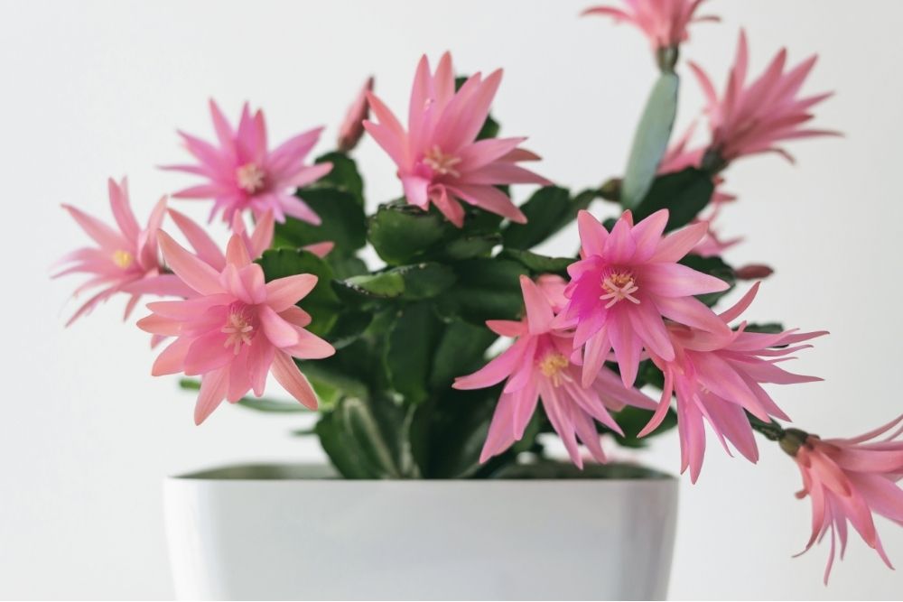 pink-easter-cactus-blooming-flowers
