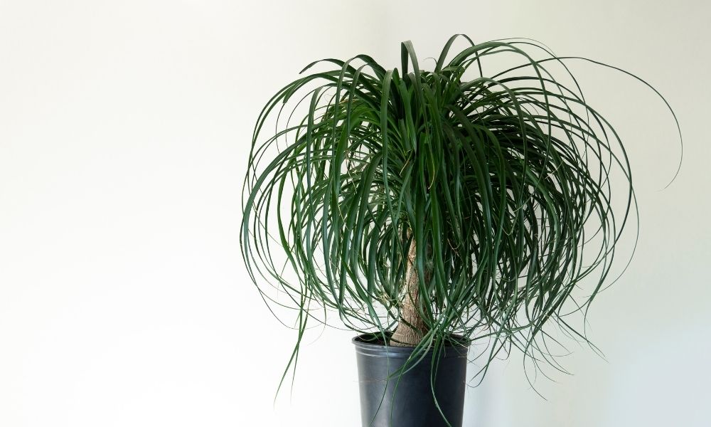 a ponytail palm against a grey backdrop