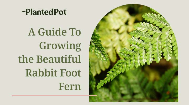 rabbit foot fern care