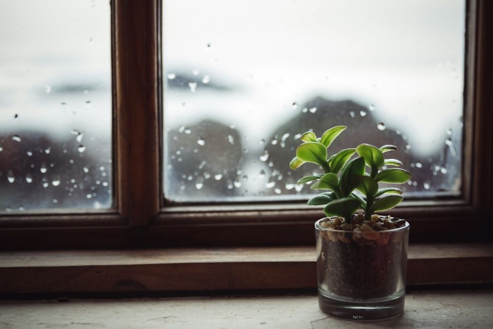 baby-houseplant-on-window-sill