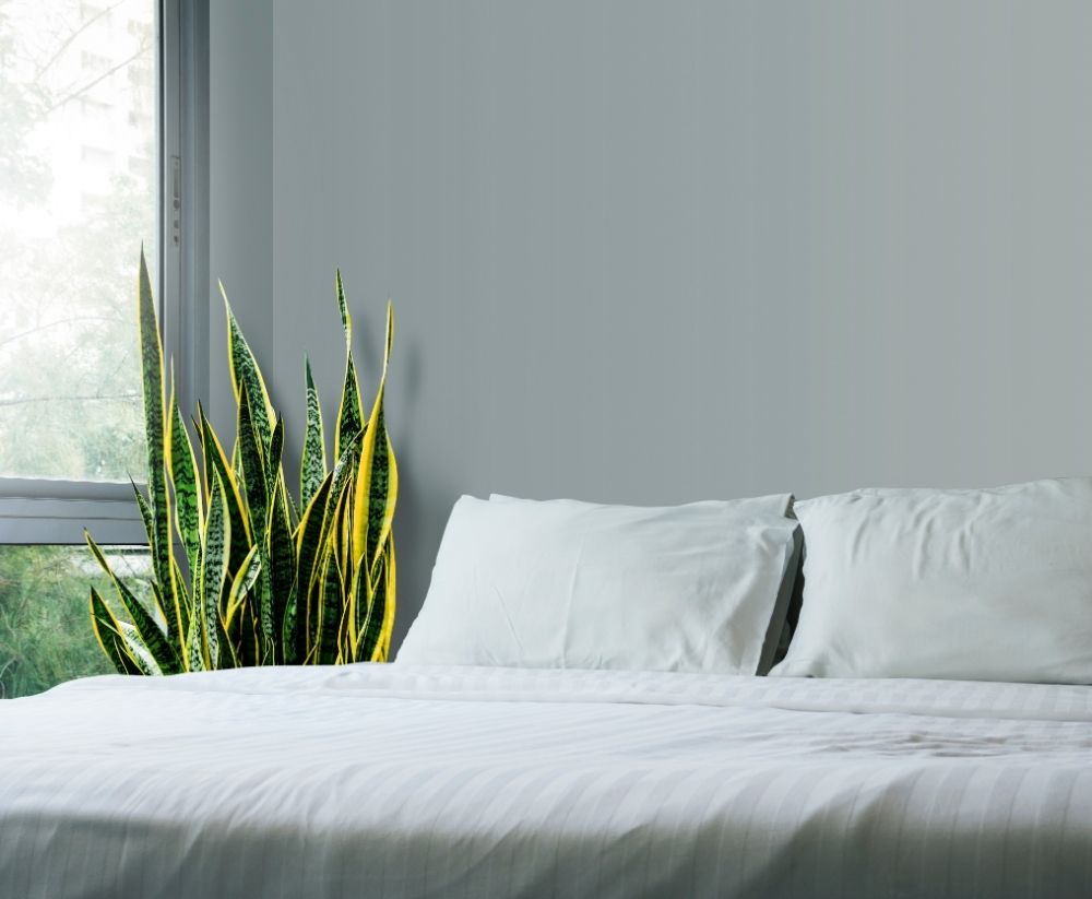 bedroom-with-houseplant
