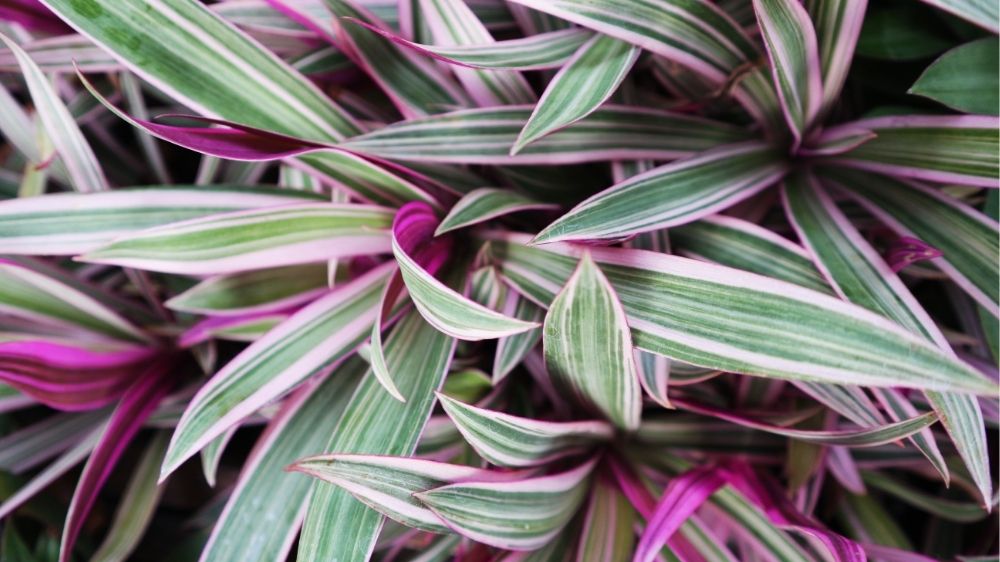 bright-pink-and-green-oyster-plant