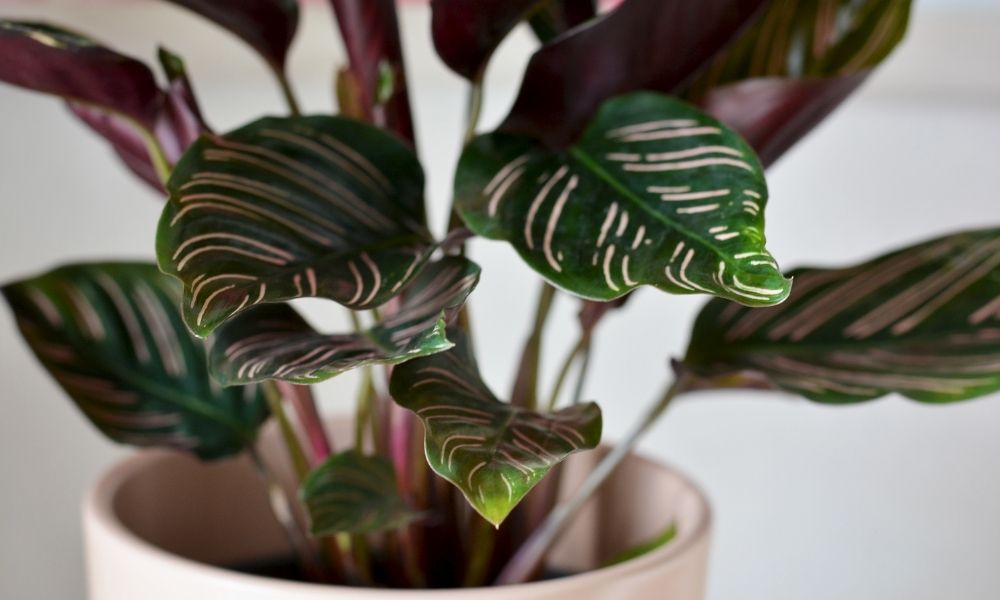 an indoor calathea plant with vibrant green leaves