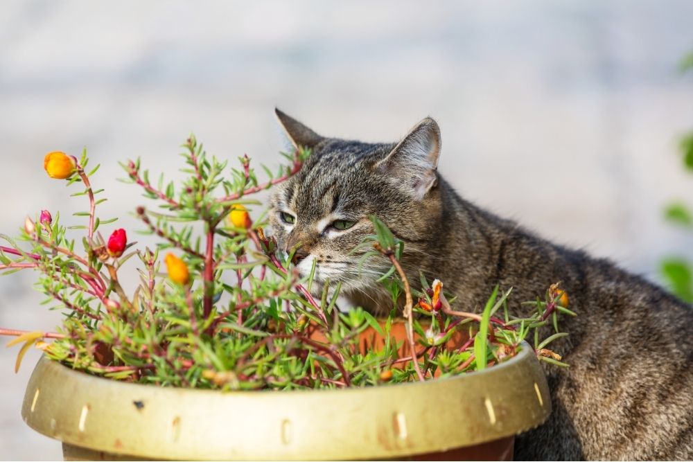 cat-inspecting-plants