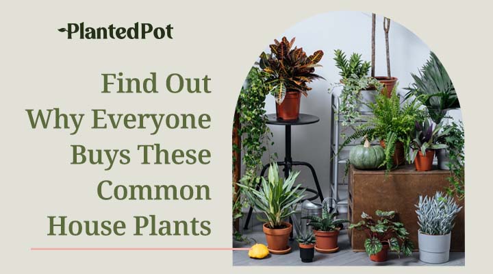 common house plants