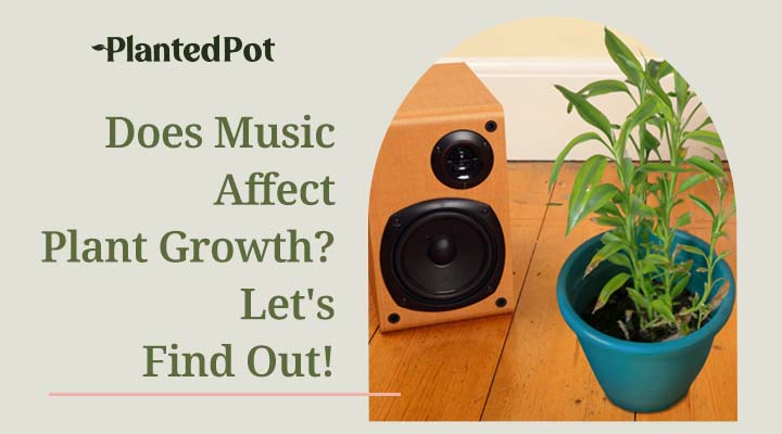 does music affect plant growth