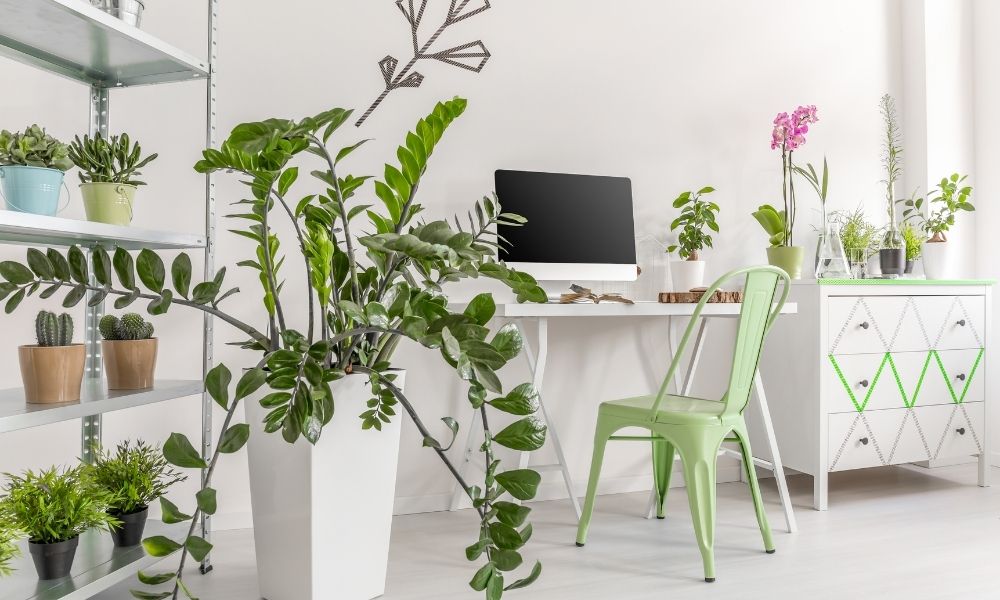desk and office plants inside a home