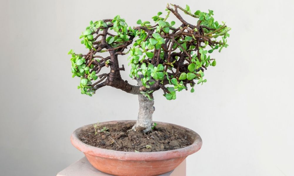good luck jade plant in flat terra cotta pot