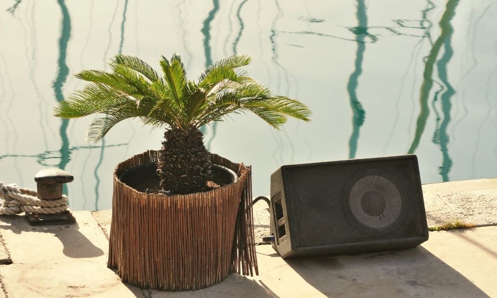 a small palm-looking plant next to a music speaker