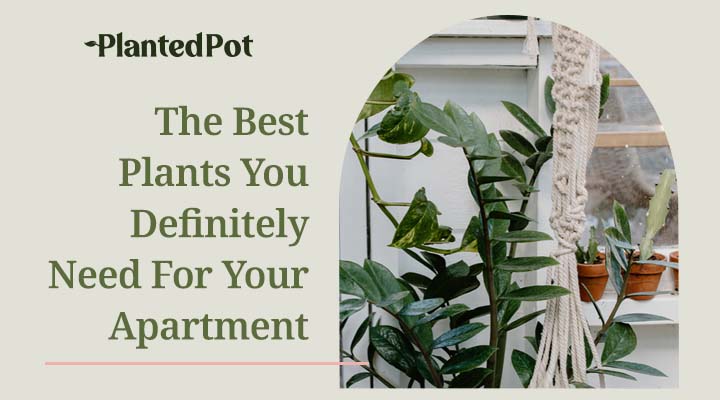 plants for apartments