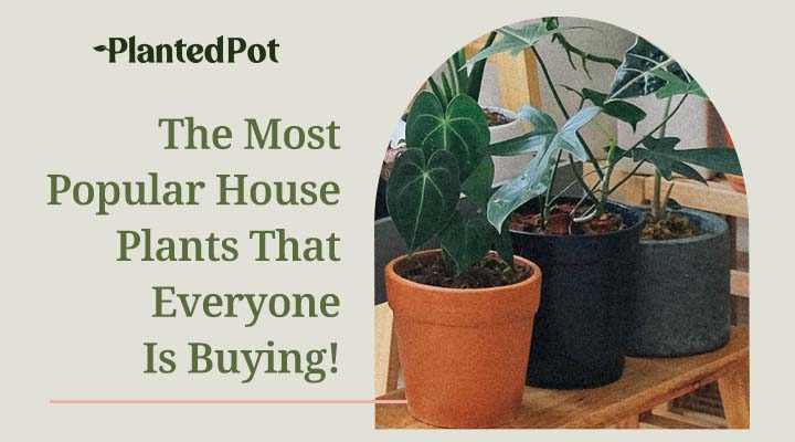 popular house plants