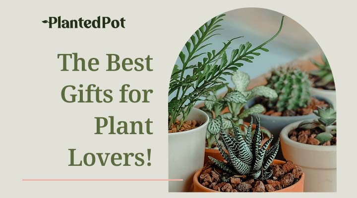 gifts for plant lovers