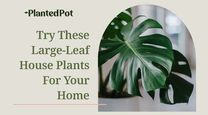 Large Leaf House Plants