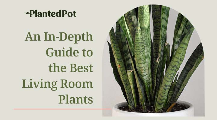 Living Room Plants
