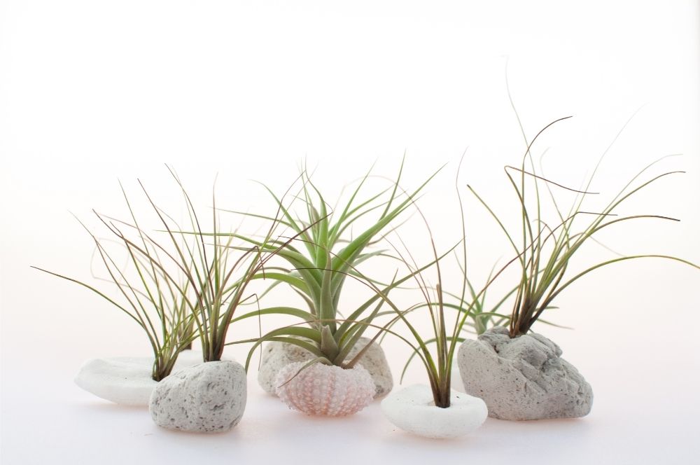 air-plants-white-background