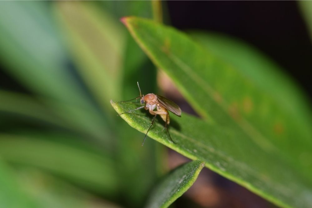 close up shot of a gnat