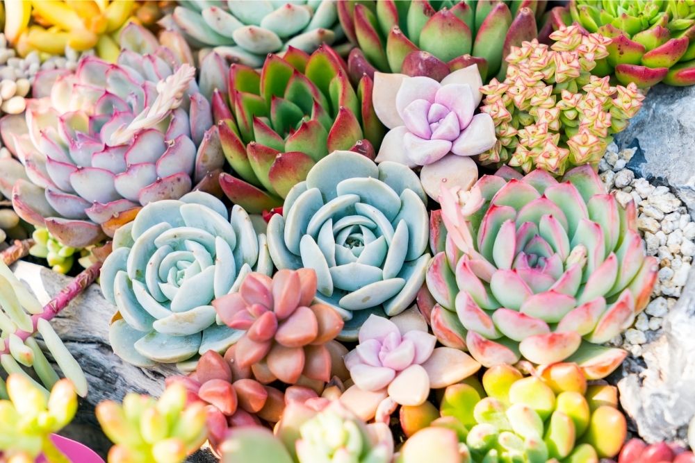 colorful succulent leaves