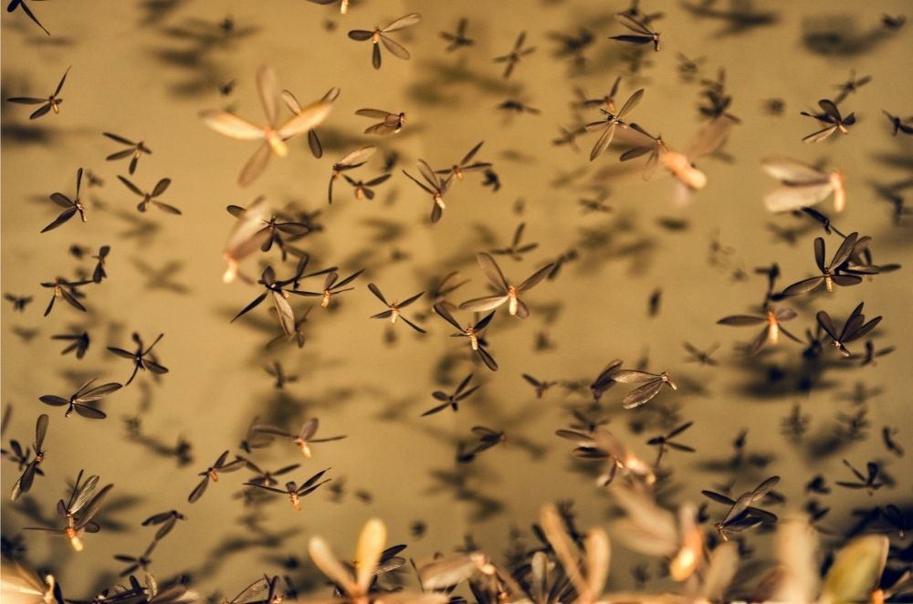 fungus gnats swarming in the air