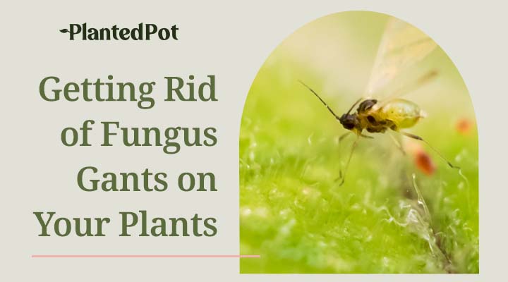 get rid of fungus gnats