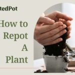 how to repot a plant