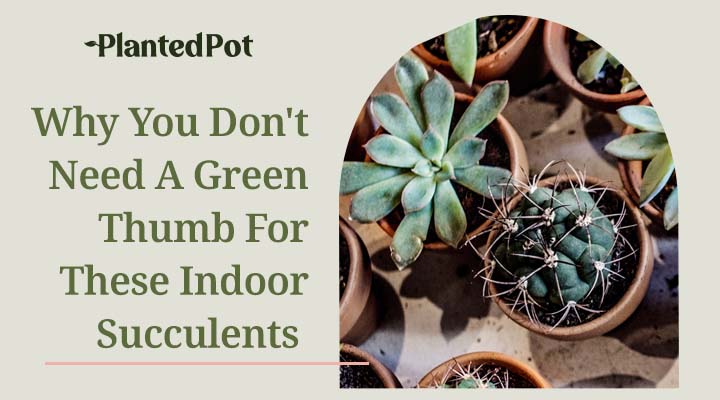 indoor succulents
